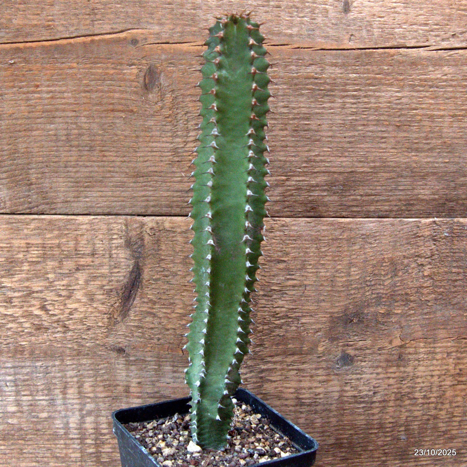 D7124 EUPHORBIA CANARIENSIS DARK pot10-H28-W5,5 cm MaMa Cactus