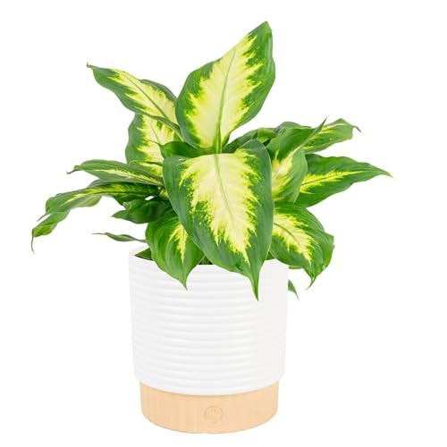 Dumb Cane Live Plant in 1 Foot Tall Indoor Garden Plant Pot Dieffenbachia