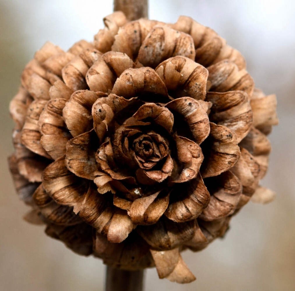 Larix kaempferi – Japanese Larch