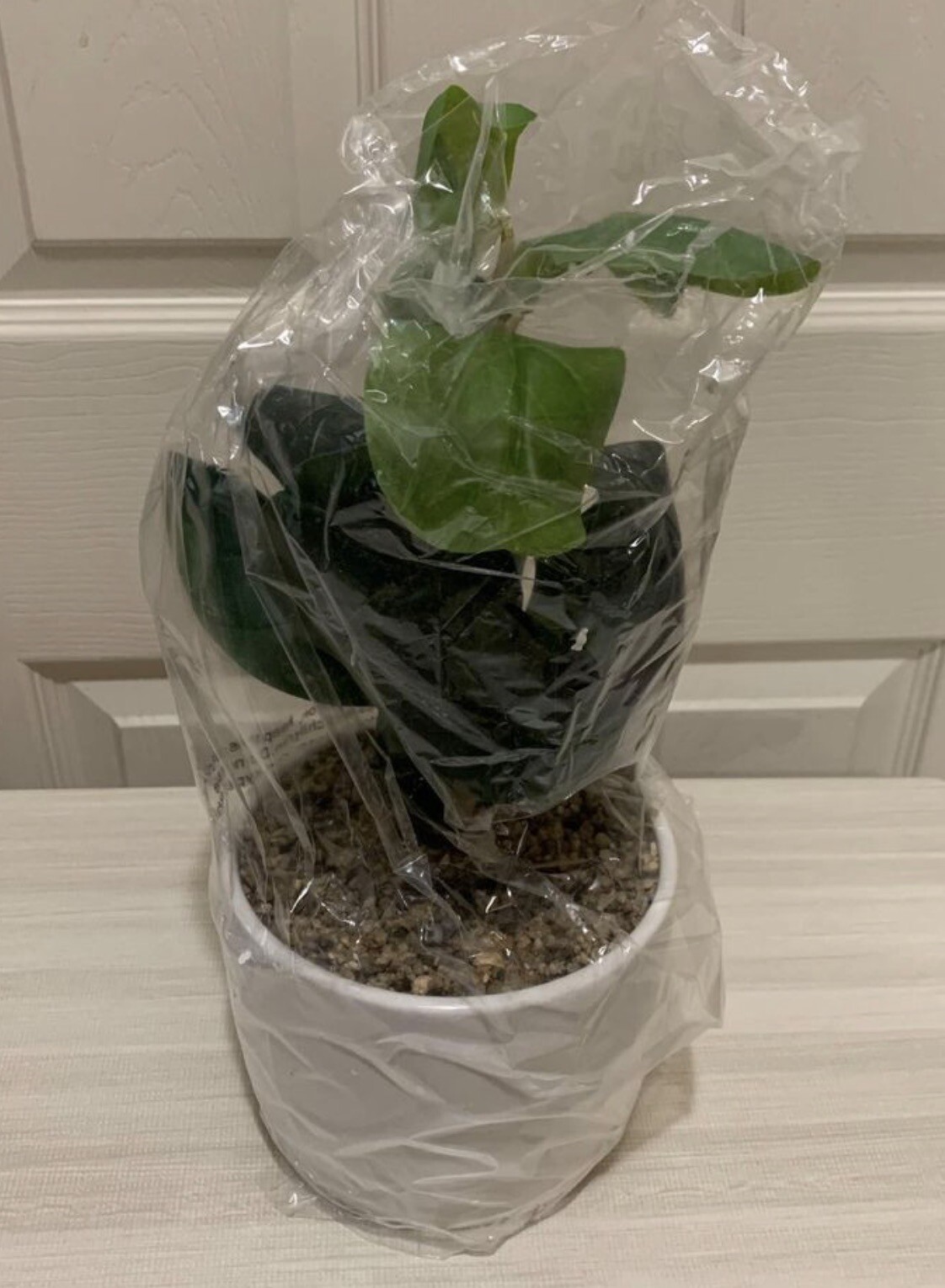 New 13 Inch Artificial Potted Faux Fiddle Leaf Plant with White Graveled Pot