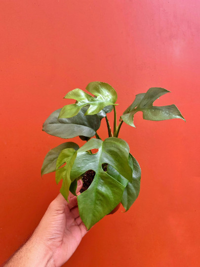 MONSTERA GINNY in 4″ Pot | Mini Split Leaf | Live HousePlant | Tetrasperma