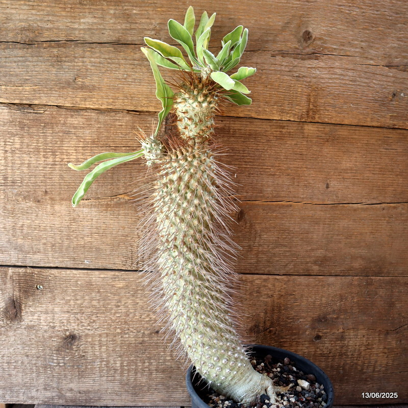 D4604 PACHYPODIUM NAMAQUANUM pot18-H44-W8 cm MaMa Cactus