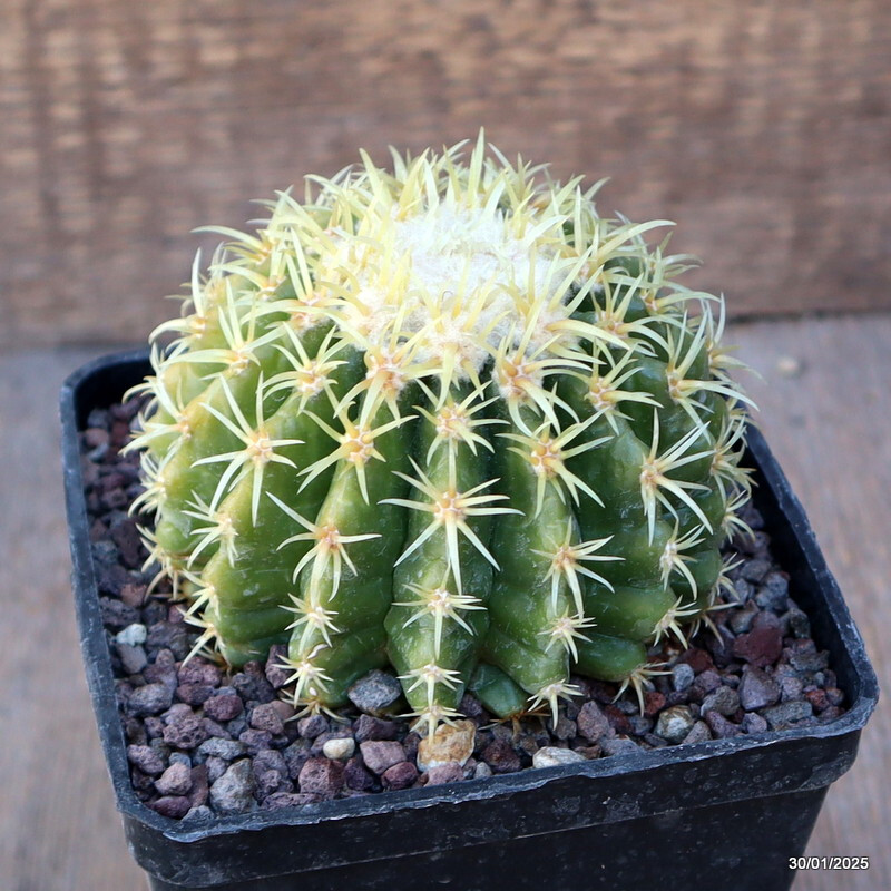 A9299 ECHINOCACTUS GRUSONII BREVISPINUS pot10-H8-W9 cm MaMa Cactus WHITE SPINES