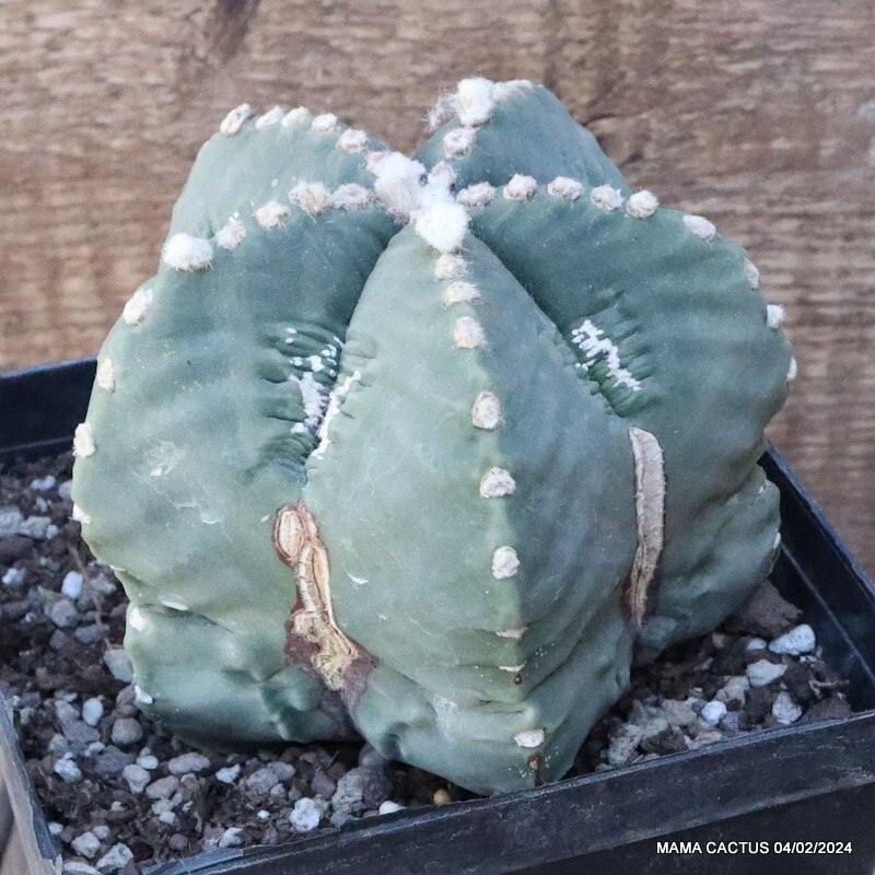 D3028 ASTROPHYTUM MYRIOSTIGMA FUKURYU NUDUM pot14-H9-W11 cm MaMa Cactus