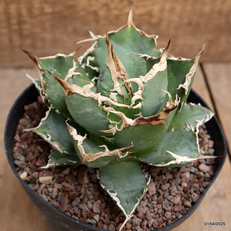 D120 AGAVE TITANOTA pot14-H9-W13 cm MaMa Cactus