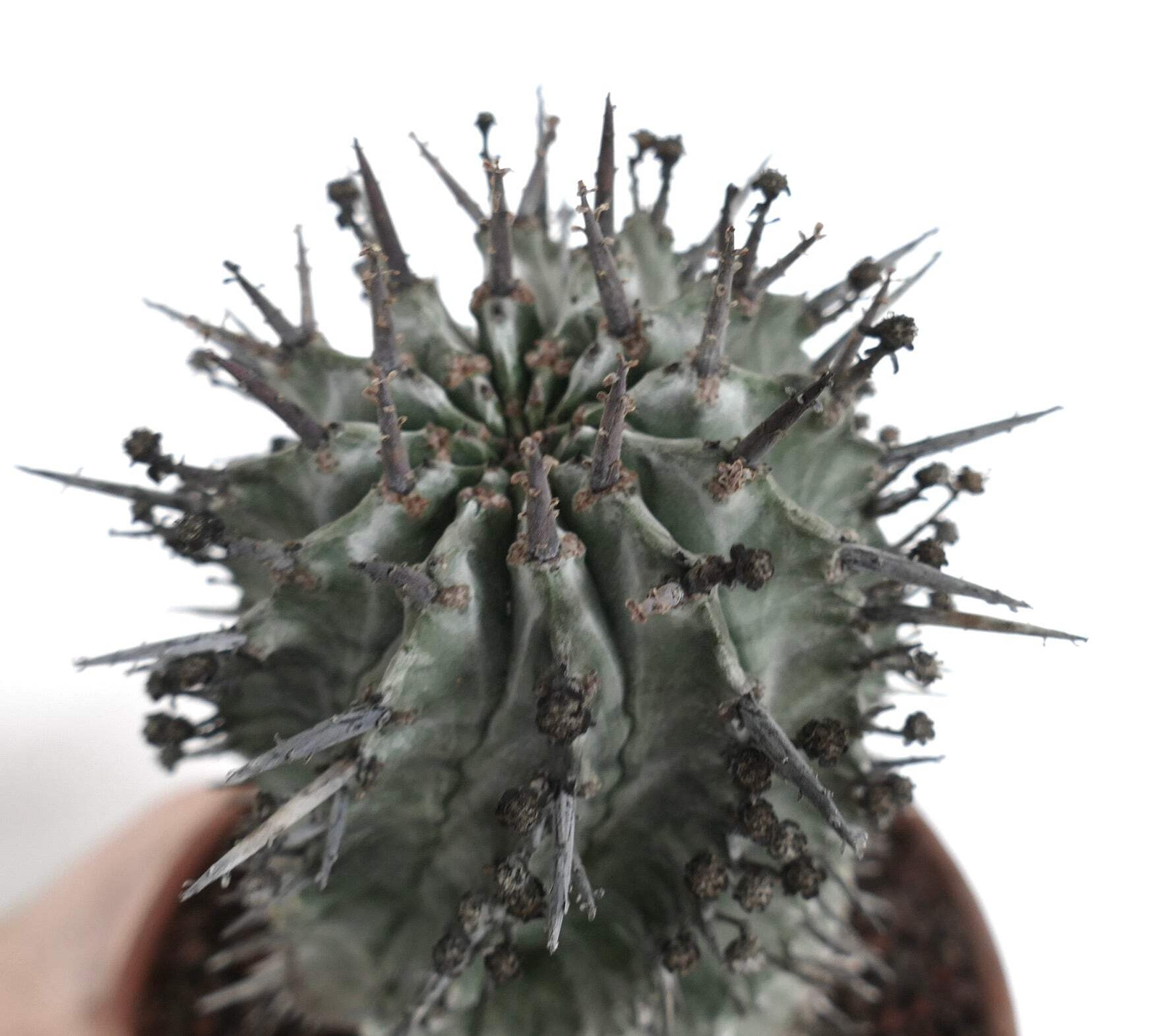 Euphorbia horrida FAT SPINES – African Milk Barrel | Milk Barrel Cactus