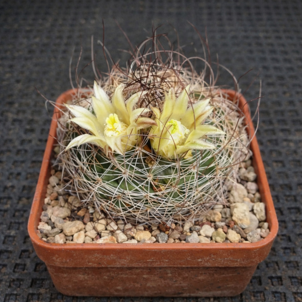 Mammillaria brandegeei SEEDS – Rare Cactus SEEDS