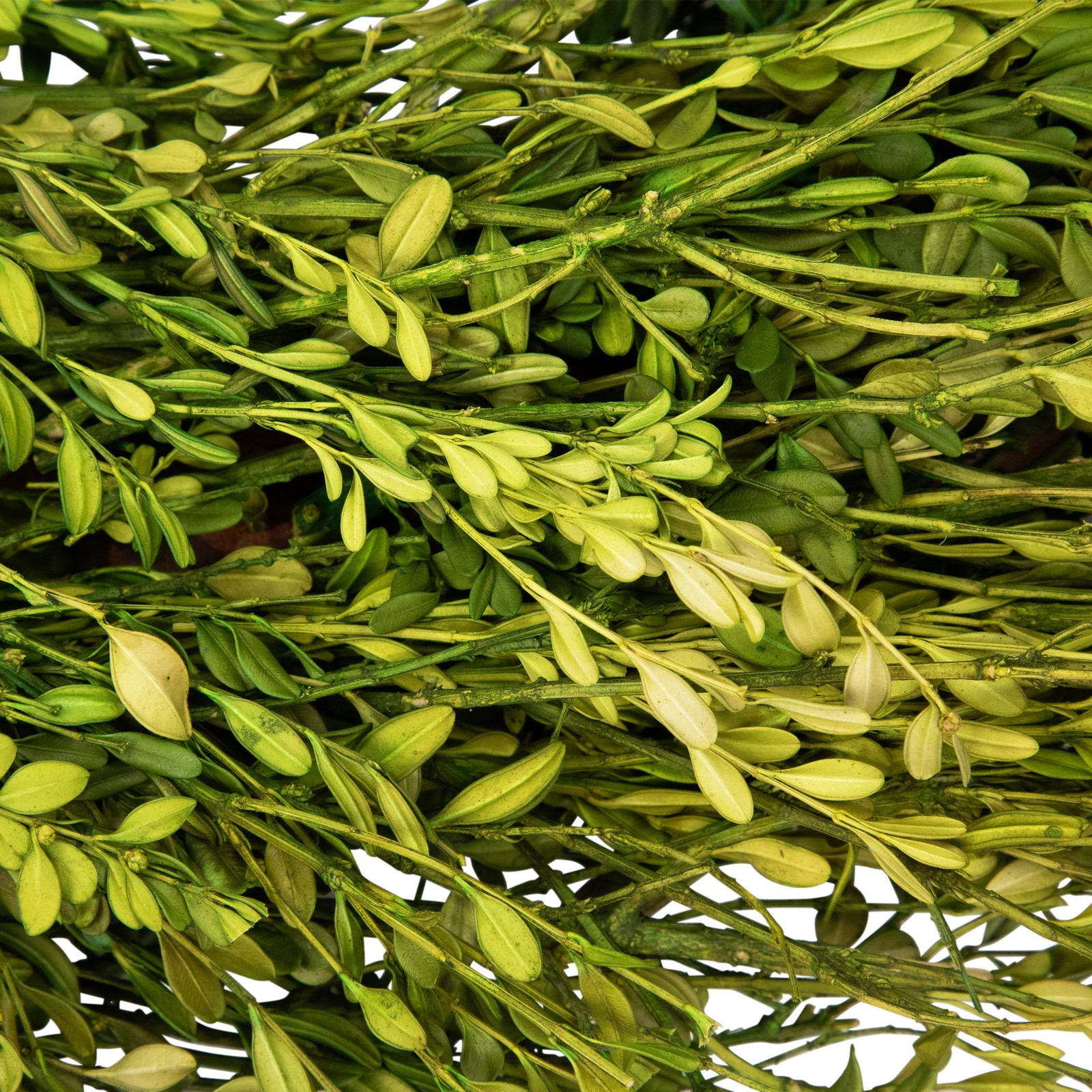 Green Foliage Artificial Spring Wreath – 20′ – Unlit