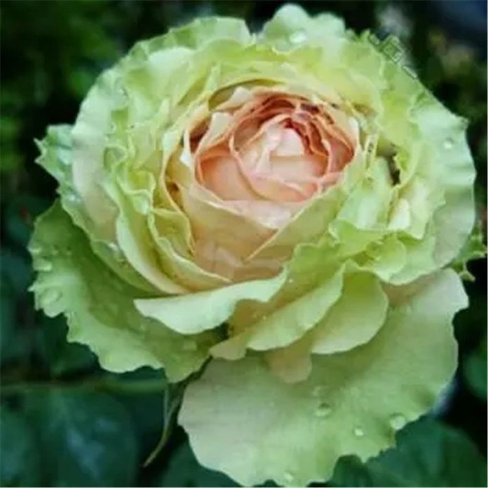 (10) ROSE SEEDS RARE exotic perennial flower garden bush tea USA SELLER W/TRACK