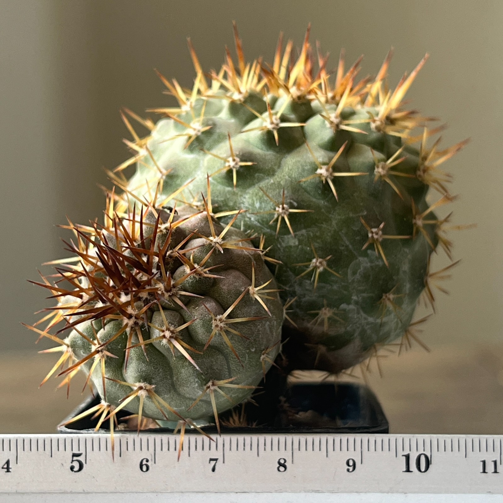 A54-4421 Copiapoa columna-alba, JN831, before Tigrillo, Ant, grafted
