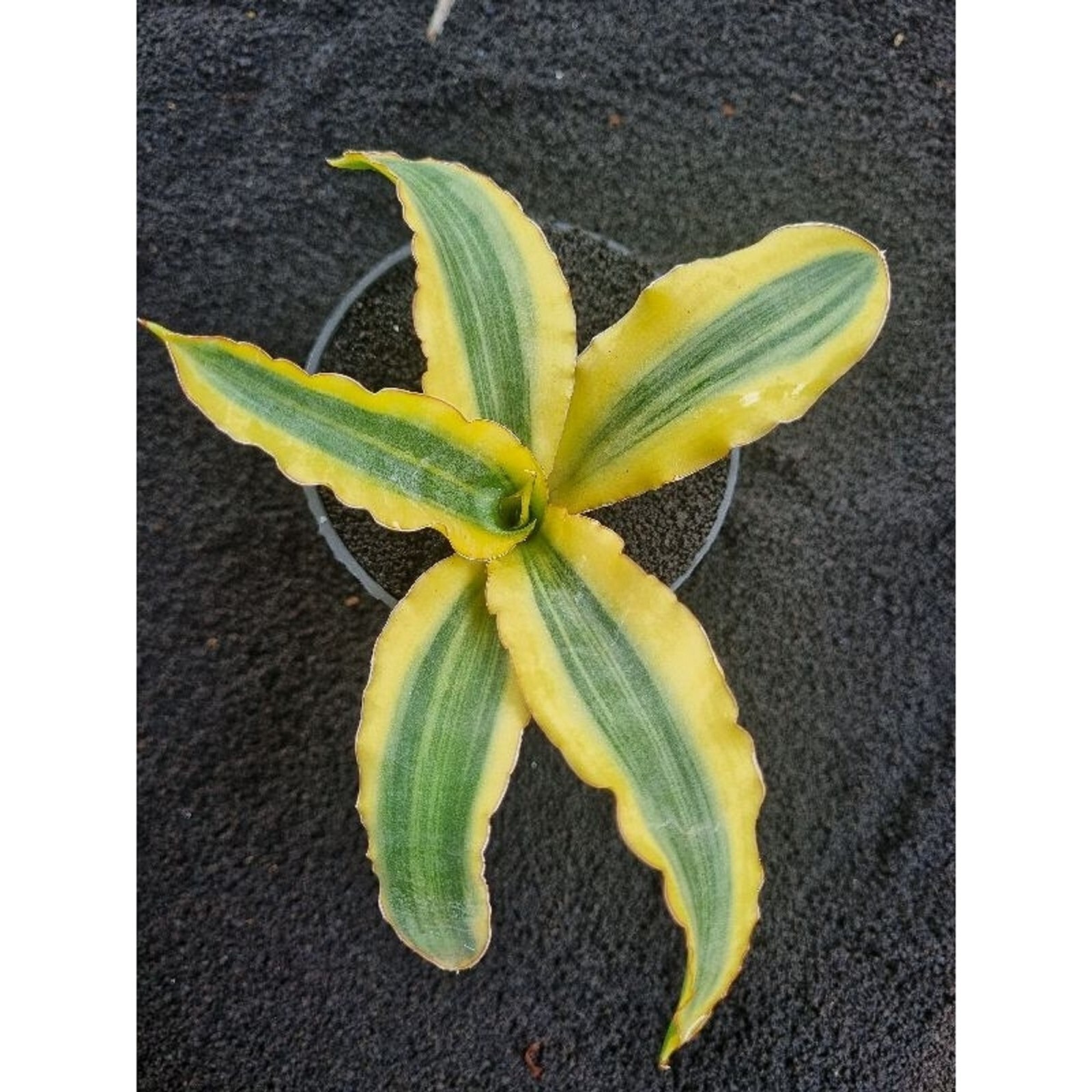 Sansevieria Katana Variegated Rare Unique Snake Plant