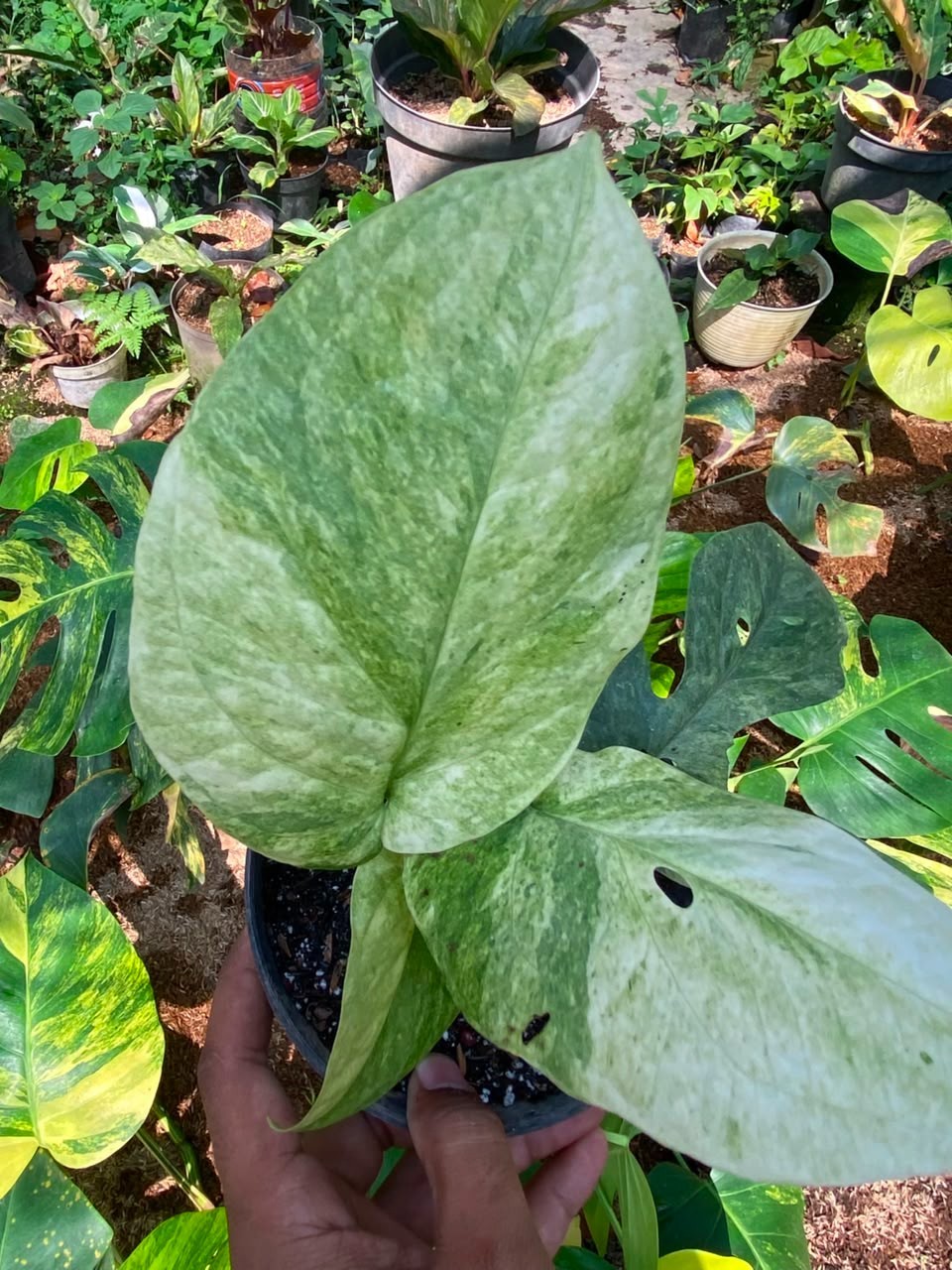 Amydrium Medium Mint lime, Rare Variegated, Real Picture, Aroid Houseplant