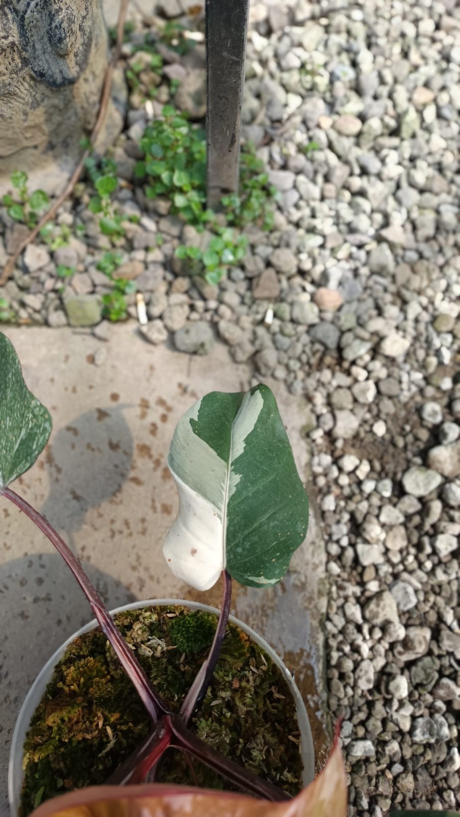 Real Picture Philodendron White Anderson Galaxy Marble Variegated Big Size