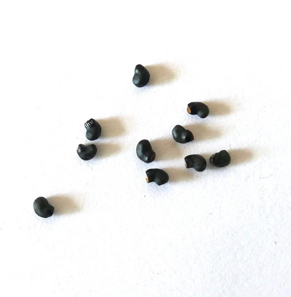 Thelocactus mirandus SEEDS – Rare Cactus SEEDS