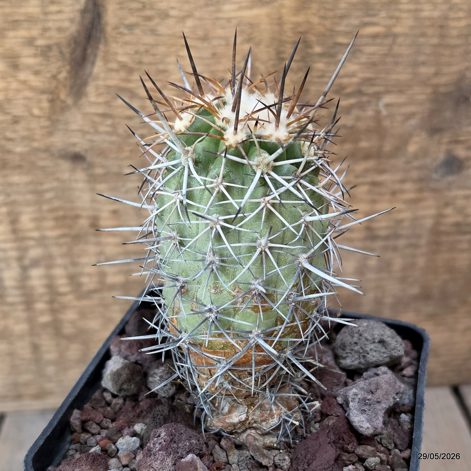 D3290 COPIAPOA HORRIDISPINA KK1713 pot10-H11-W5,5 cm MaMa Cactus