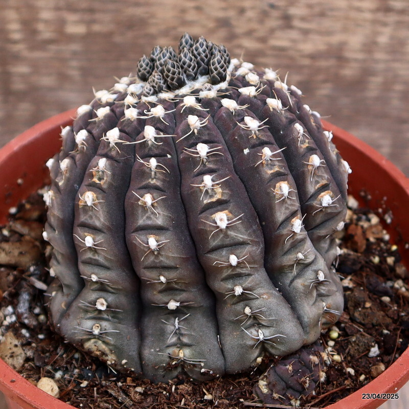 M66 GYMNOCALYCIUM RAGONESII 15 YEARS OLD pot14-H7-W11 cm MaMa Cactus