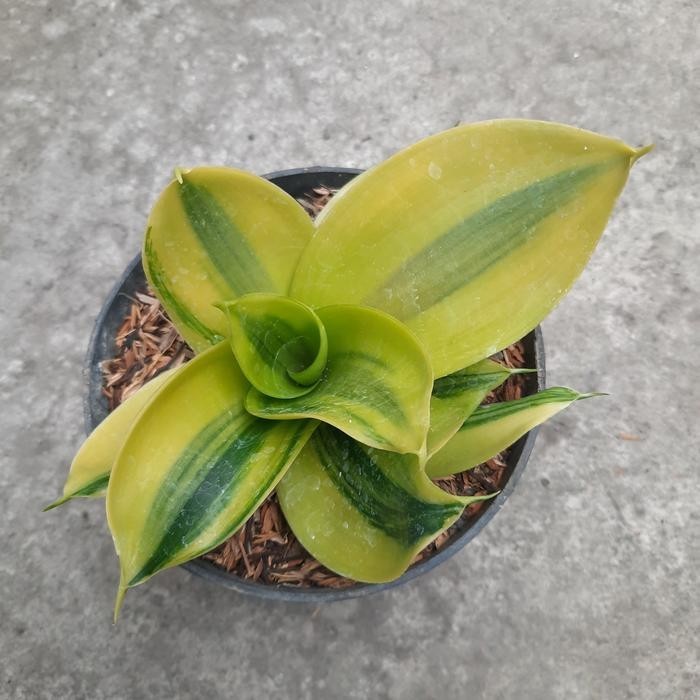 Sansevieria Green Mould Variegated – Yellow Green Rosette Live Plant Grow in Pot