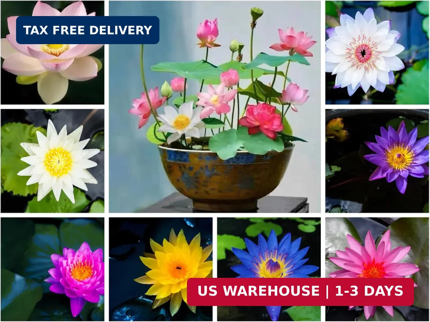 60PCS Premium Lotus Seeds for Planting in Water – Mixed Color Bowl Flower for Po