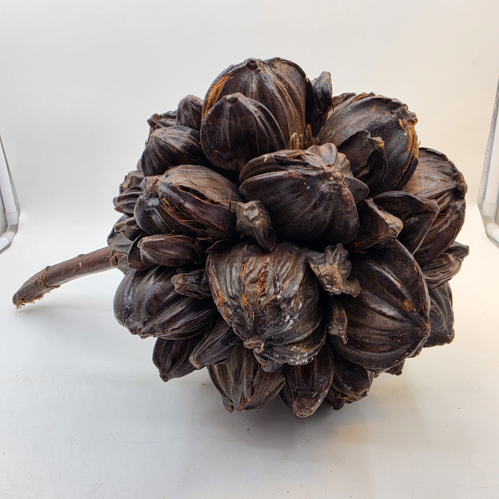 Vietnamese Water Coconut Nipa Palm Fruit Cluster Seed Pod Nypa Fruticans HTF US