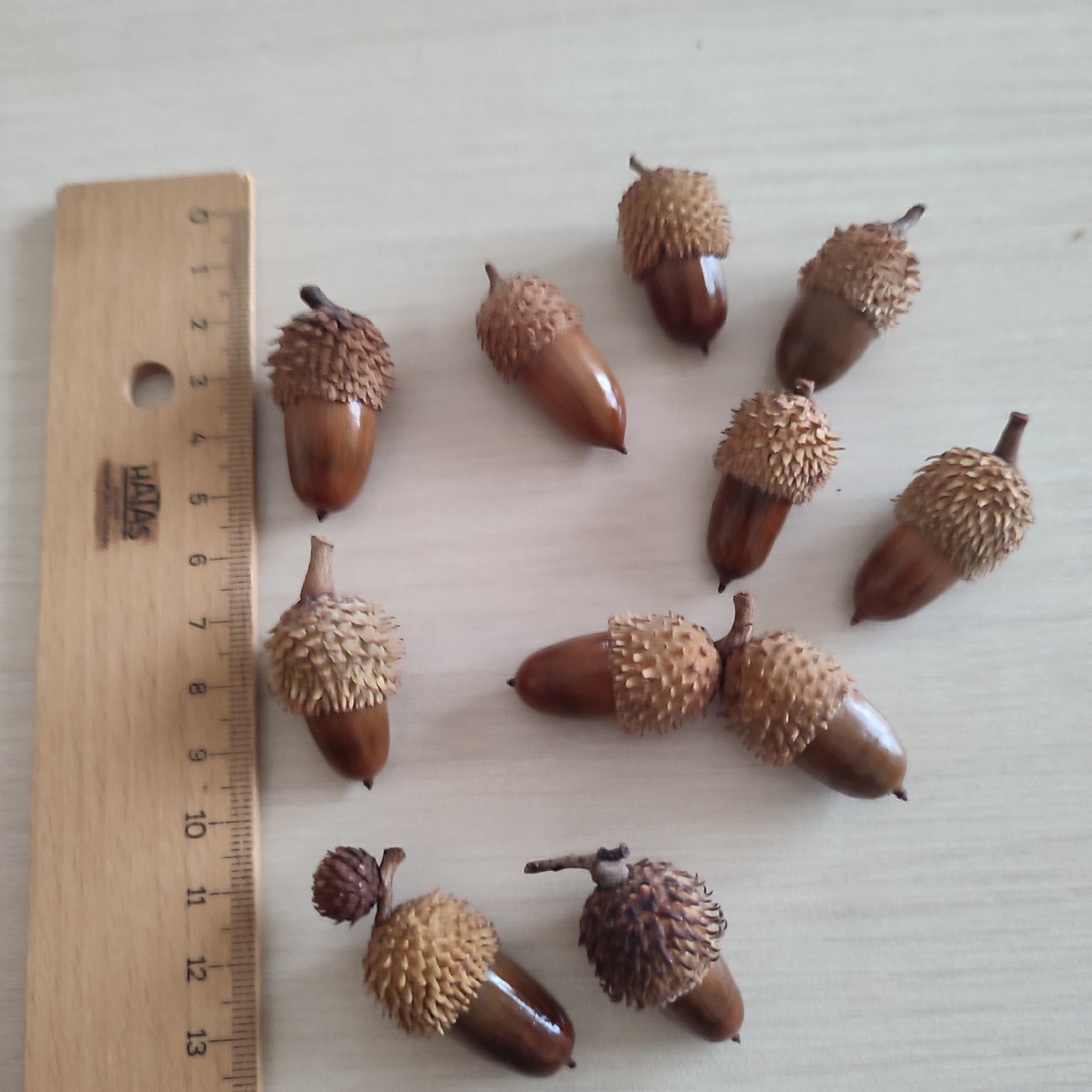 50 Pcs Hand Polished Real Dried Standart Acorns | Natural Baked Acorns