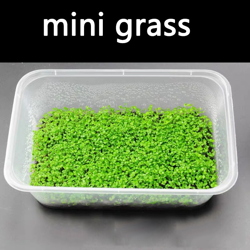 Aquarium Plant seeds Fish Tank Aquatic Water Grass Foreground Easy Plants 10g