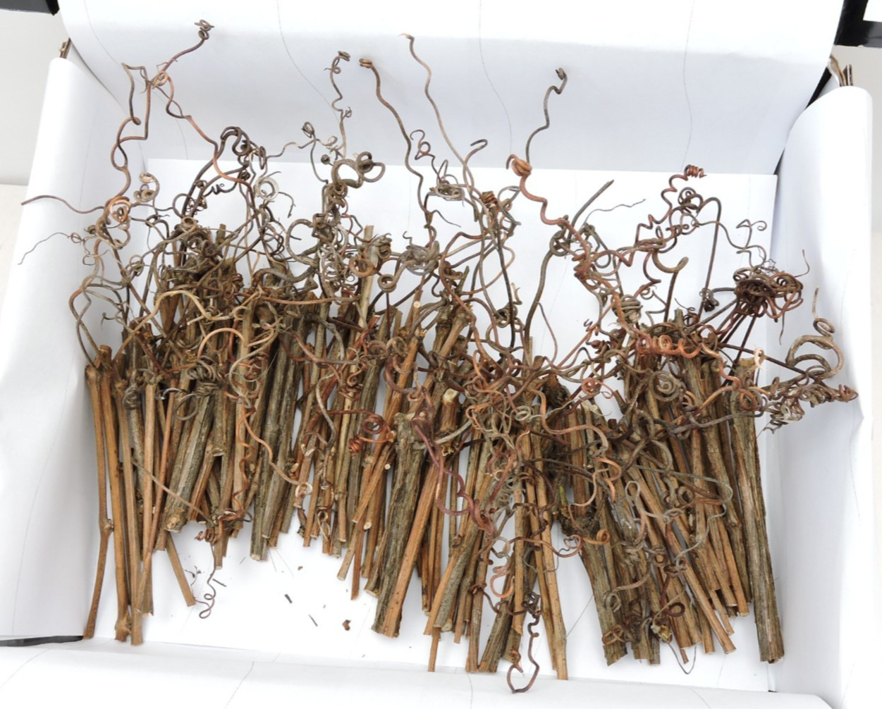 100 Grapevine Stick w/Tendrils Skinny Stem Flora Decor Craft 1/16~3/16″D 3~4″L