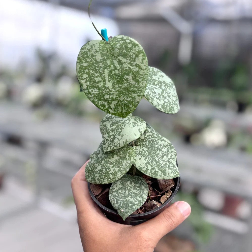 Real Pict Hoya Hoya Cinnamomifolia x Imbricata Variegated Rare Plant
