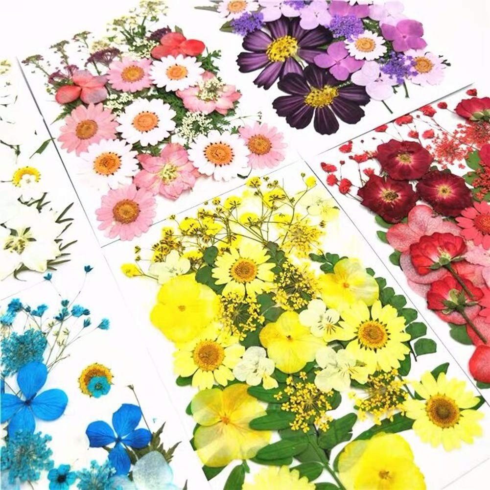 Assorted Yellow Nature Real Dried Pressed Colorful Daisies Flowers Art Resin
