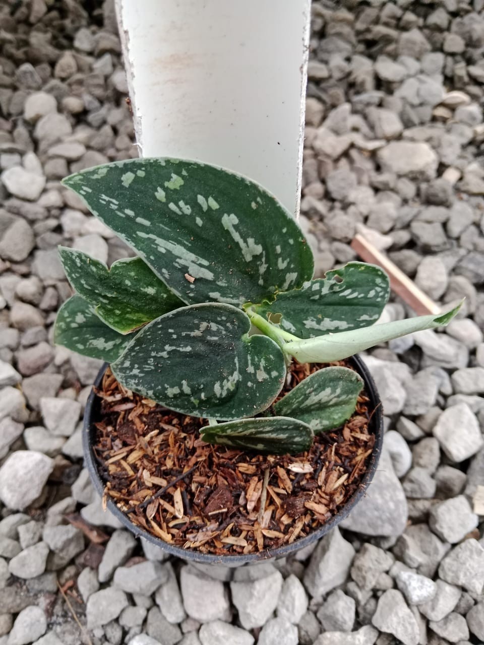 Scindapsus Pictus Rare Satin Pothos Plant | Silver Splash Scindapsus