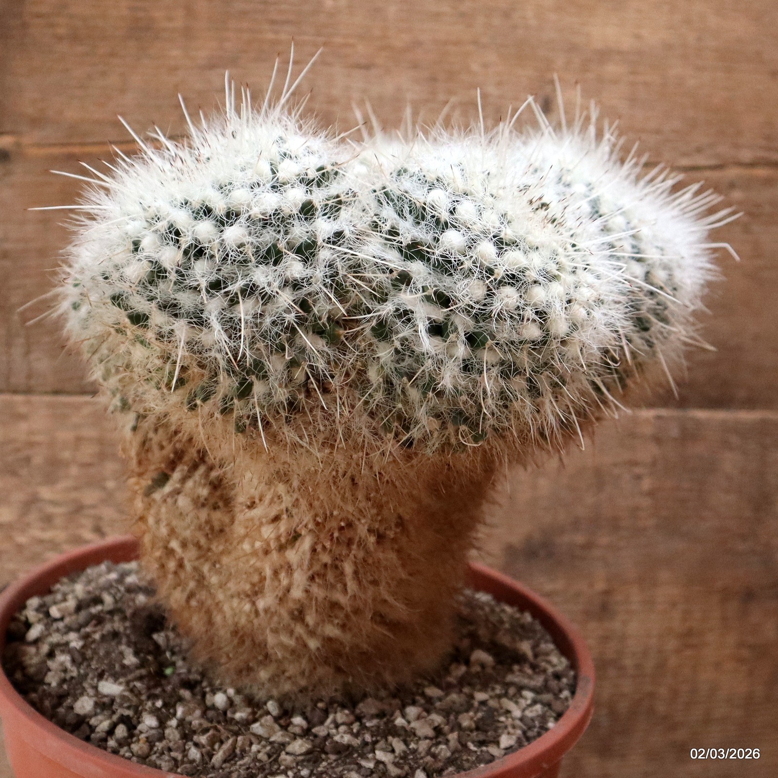 D7929 MAMMILLARIA NEJAPENSIS pot22-H24-W23 cm MaMa Cactus