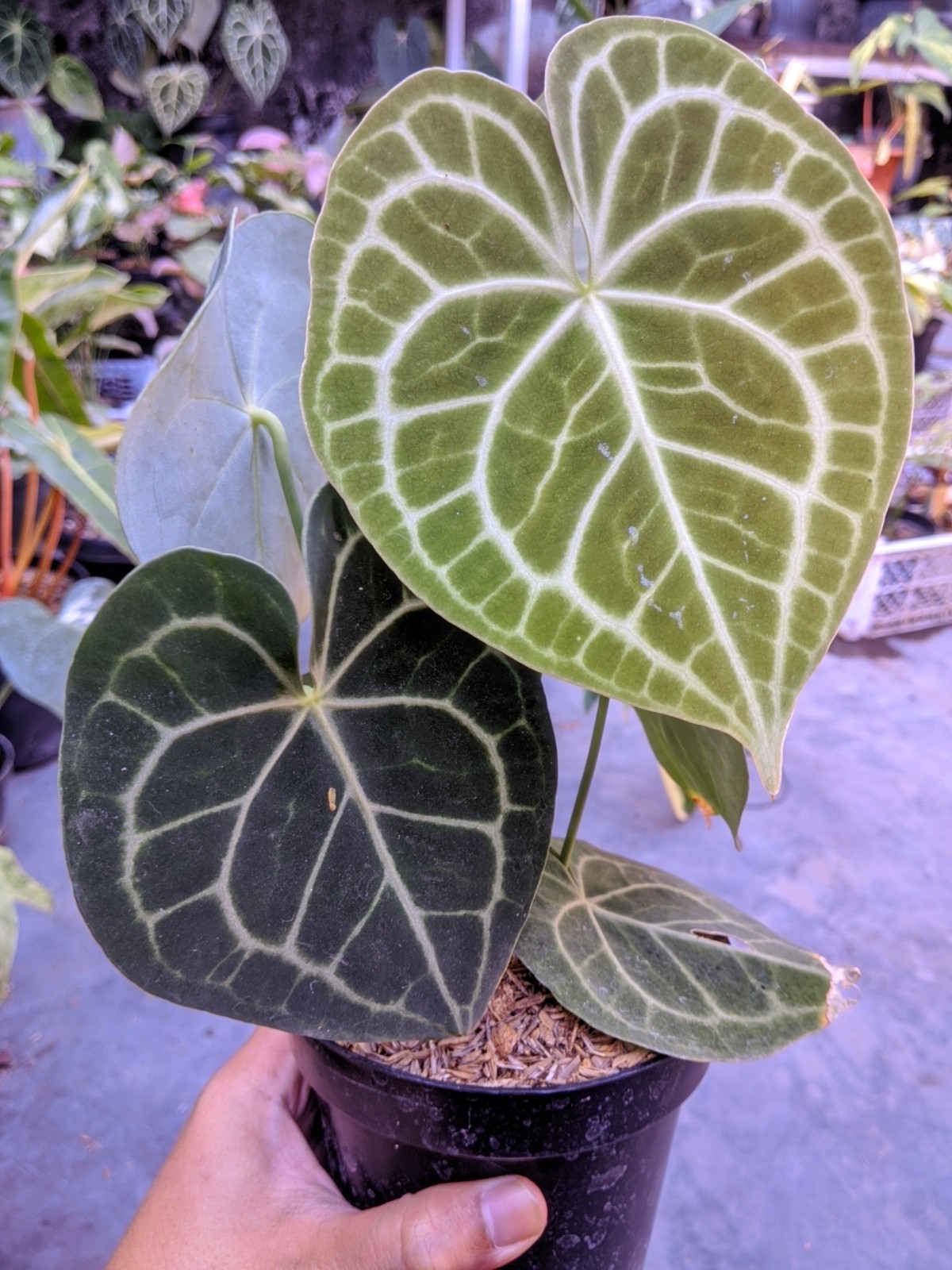 Anthurium Clarynervium Large Size Real Picture