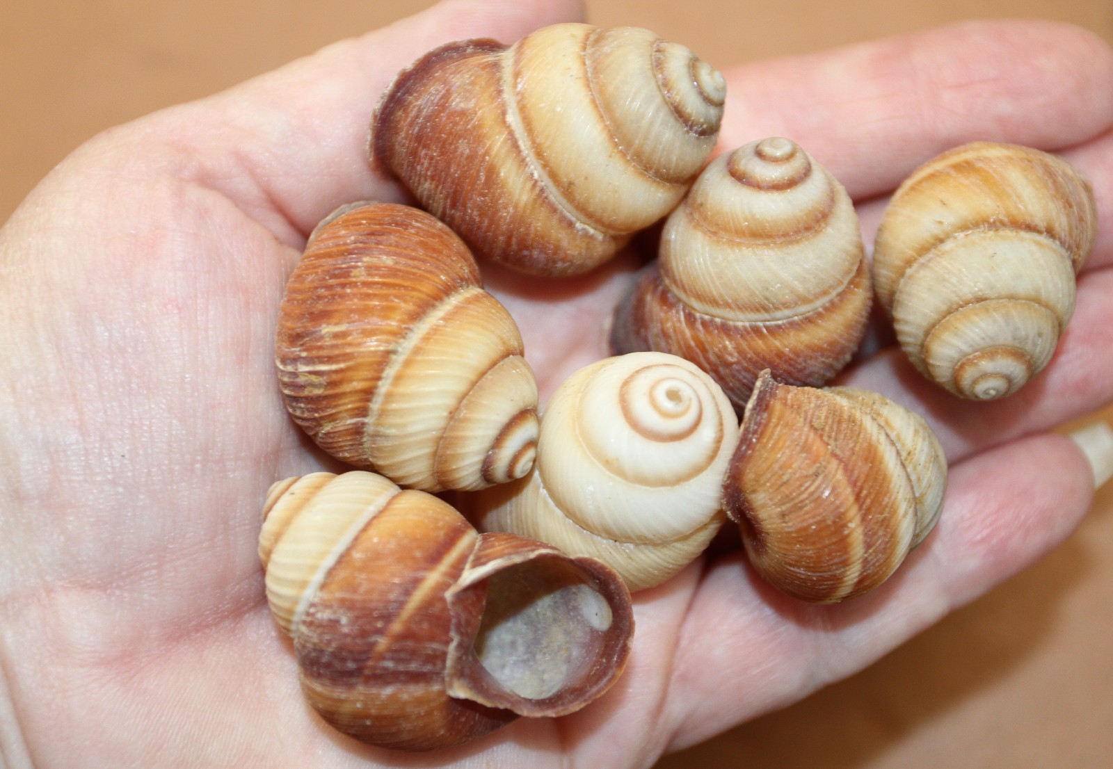 BROWN LAND SNAILS,Craft Supply,Mosaic projects, Beach Decor,Beach Art,SS-588