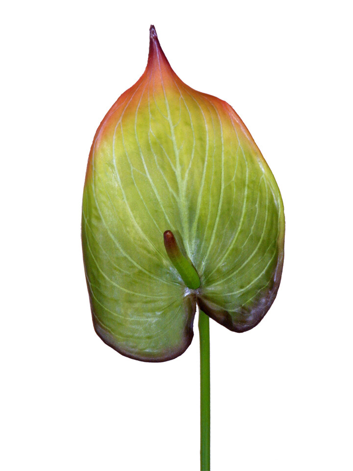 22″ Anthurium stem. Silk flower floral arrangements tropical Hawaiian flowers