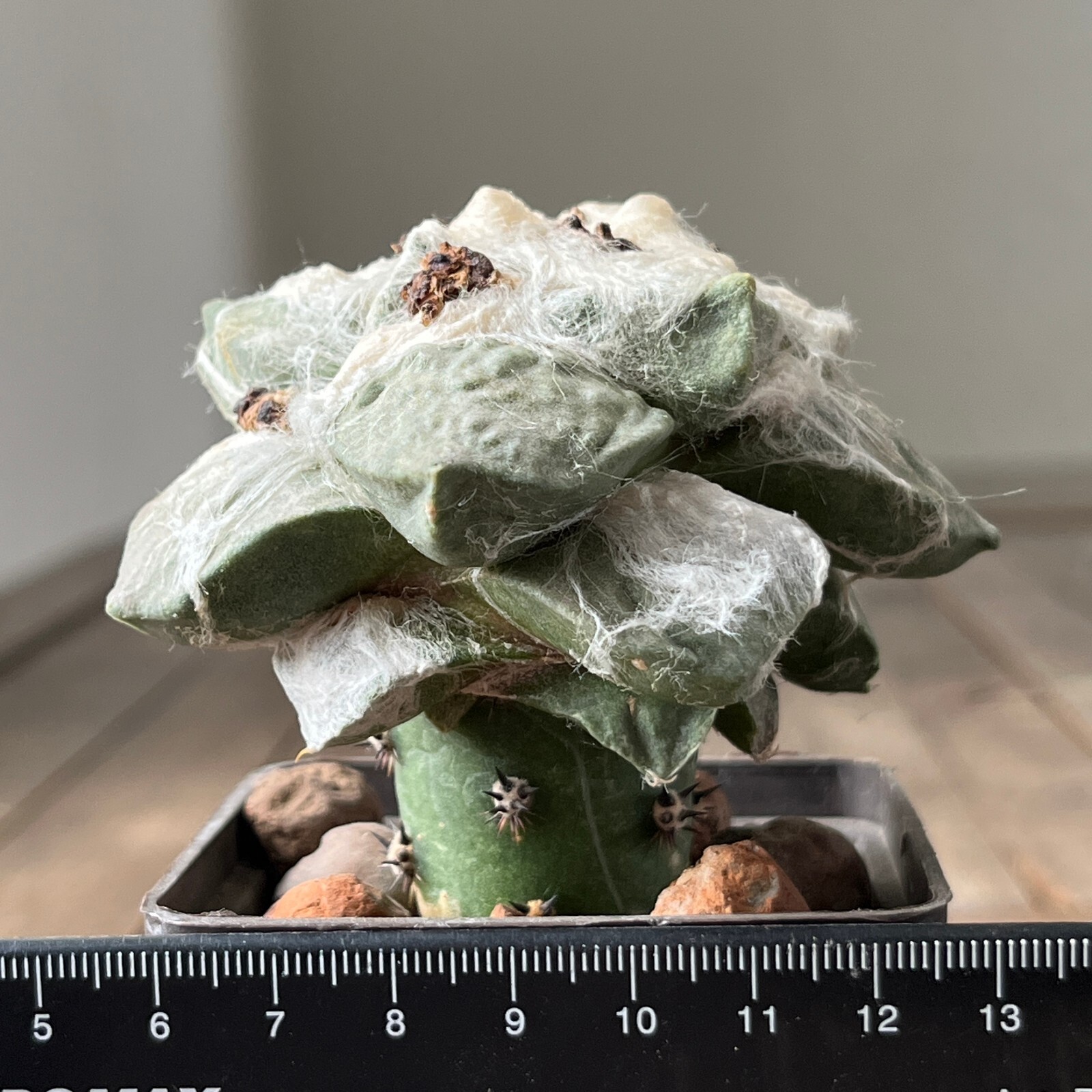 A35-1284, Cactus ario multihybrid