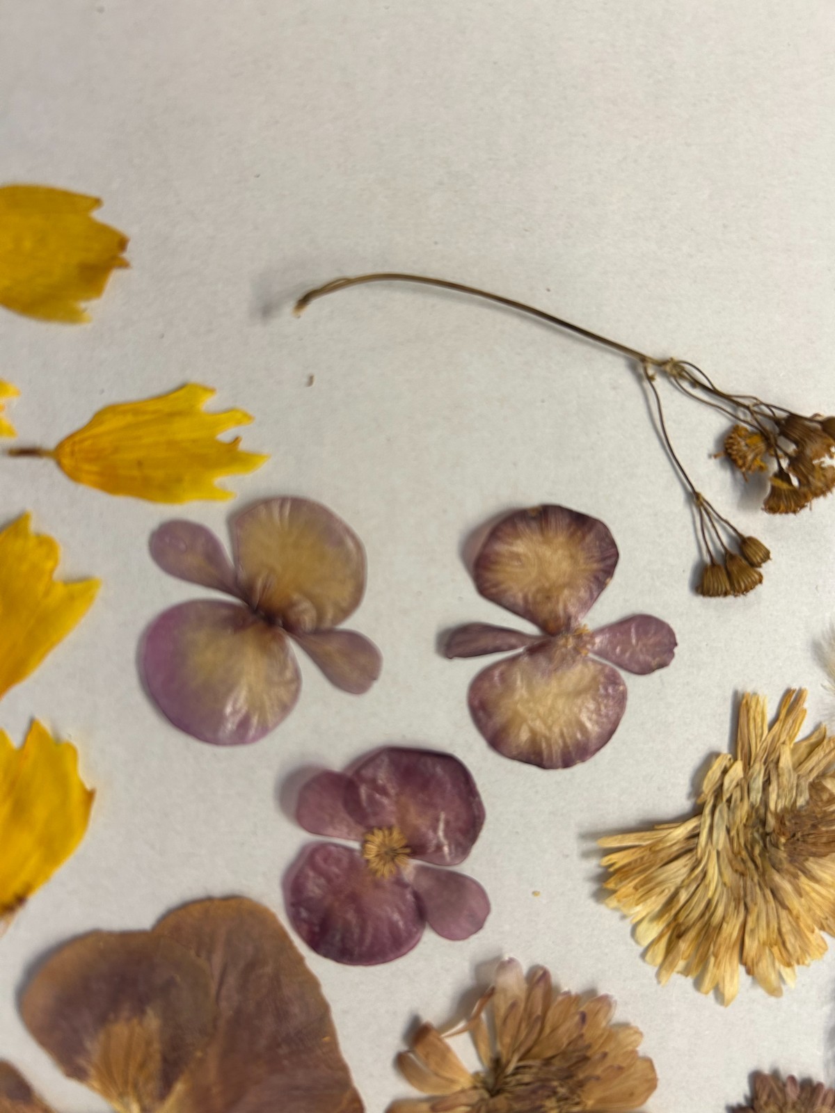 Lot of Hand Picked and Hand Pressed Flowers and Petals Crafting Decor
