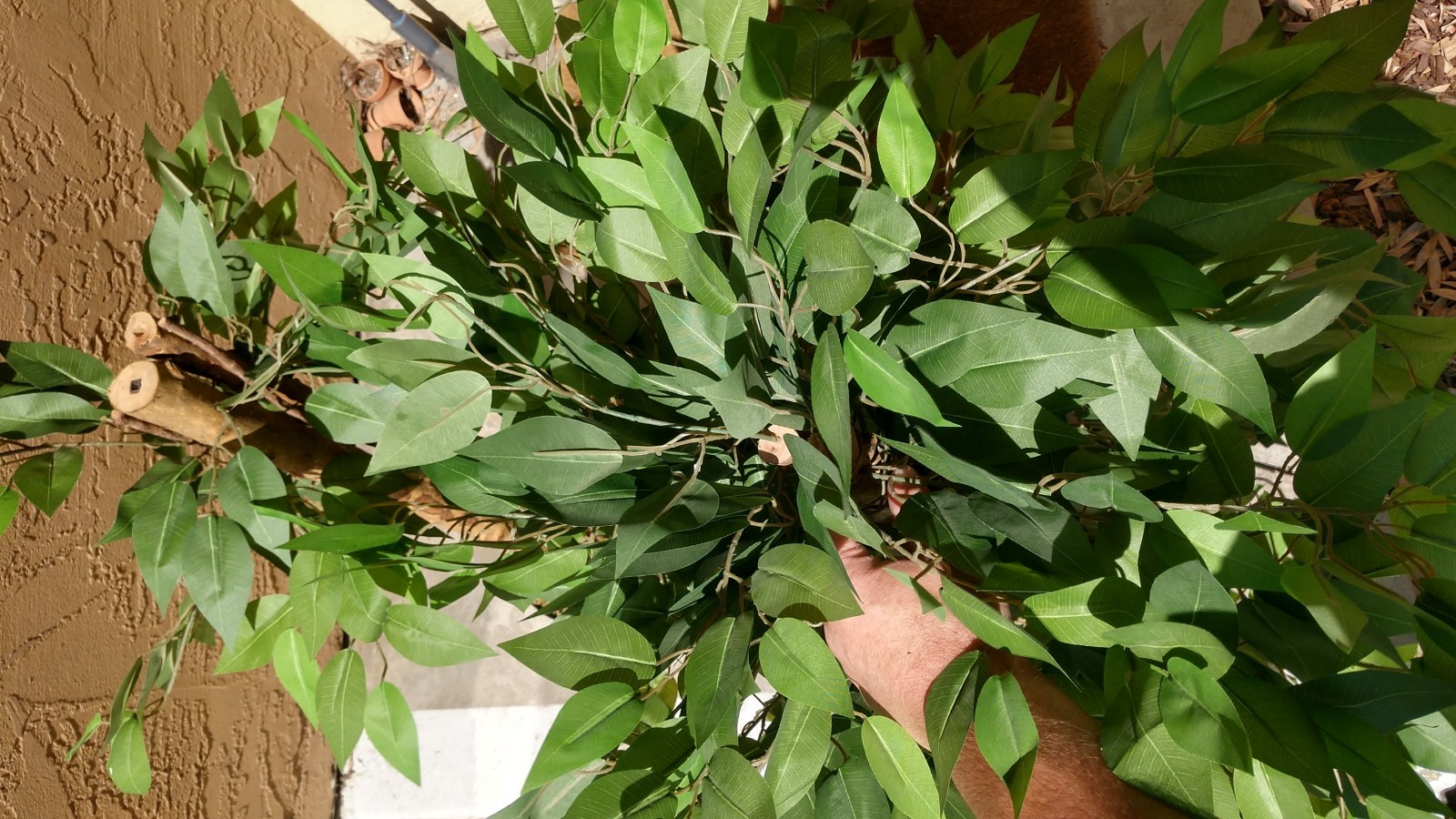 Pre-owned 6′ Artificial Ficus Tree, 2-Piece, Simple Piecing/Separation- Good