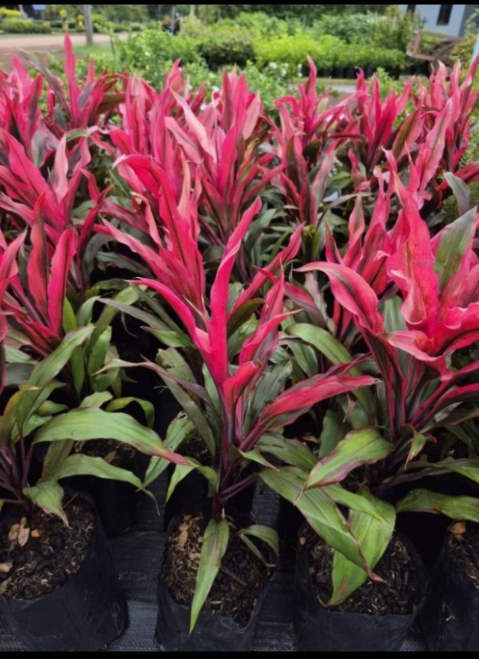 Cordyline fruticosa 2cuttings, 10-12 inches long