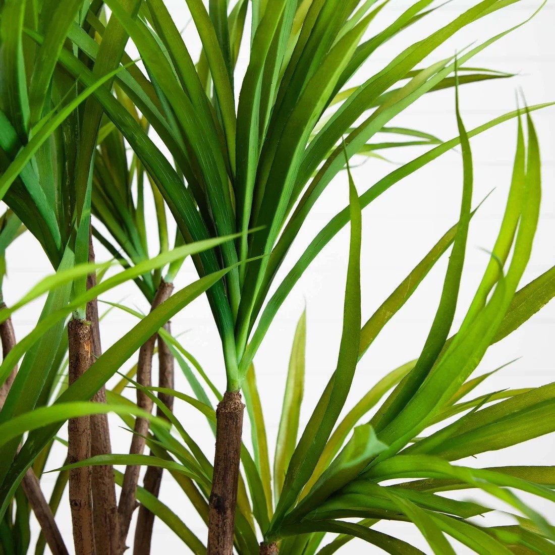 5’ Artificial Dracaena marginata Indoor Potted Houseplant, Broadleaf
