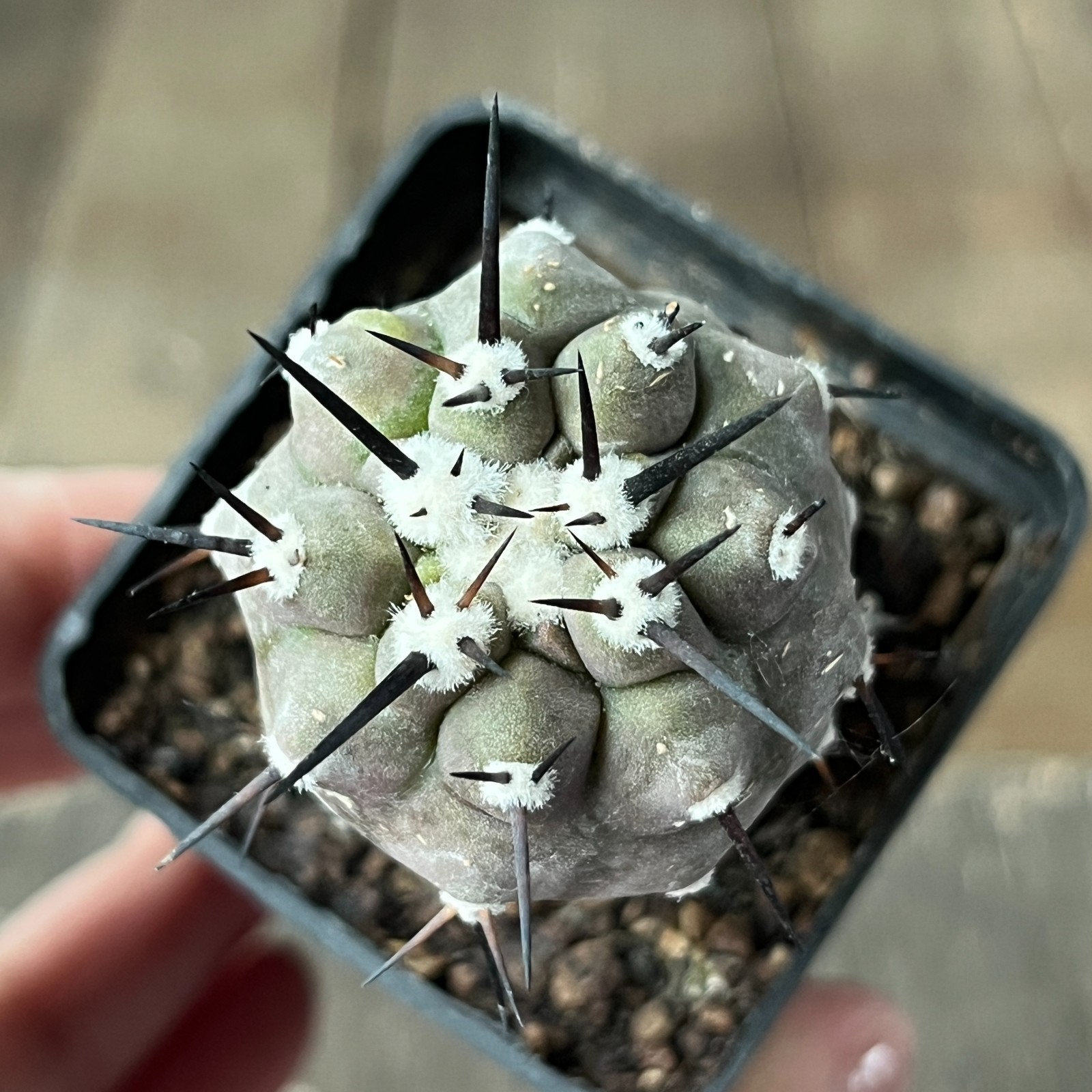 A28-4259 Copiapoa cinerea,HR1032,La Quinta, Super Black sp,dark body, white coat