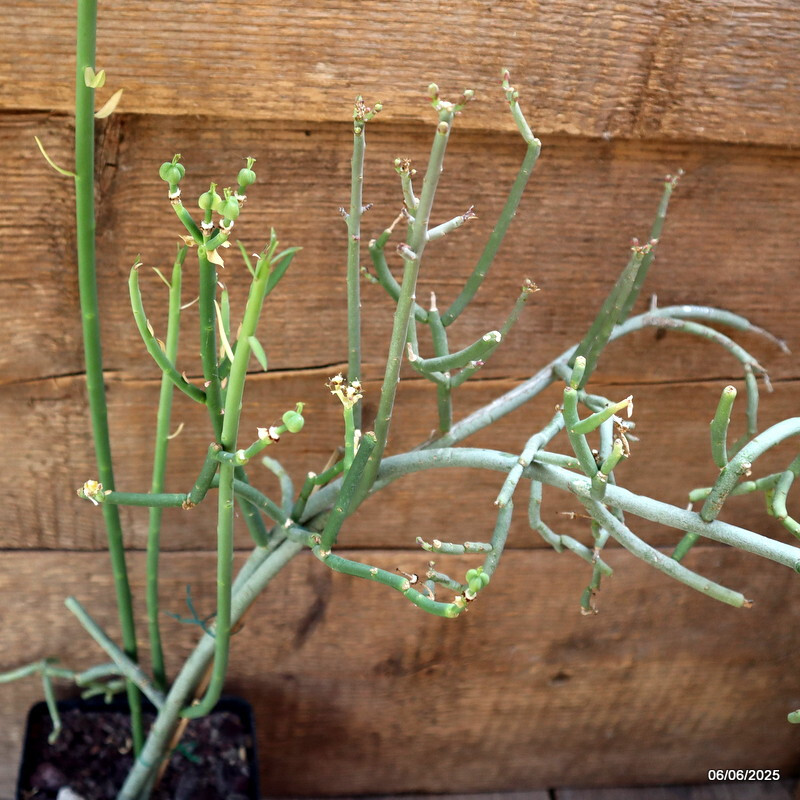 D4502 EUPHORBIA SCHIMPERI pot12-H54-W36 cm MaMa Cactus