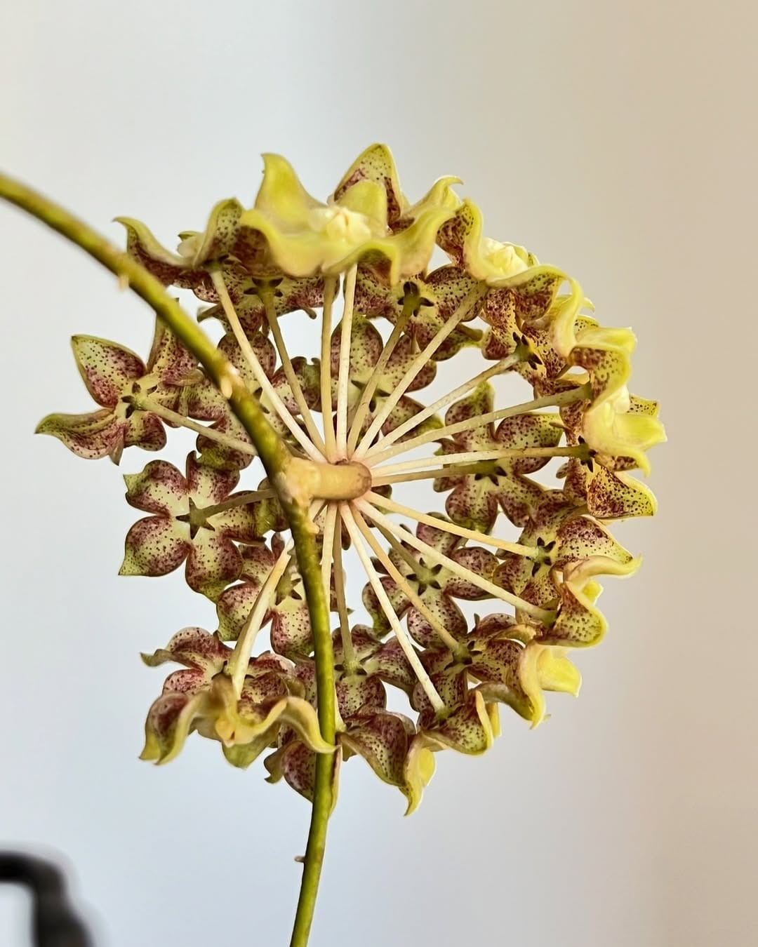 Hoya Aff Lambi Red Sp Borneo Rare Tropical Wax Plant