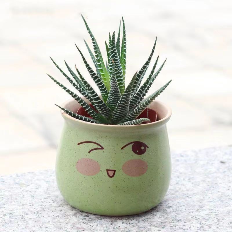 Zebra Plant Succulent – Haworthiopsis fasciata, Live Indoor Plant