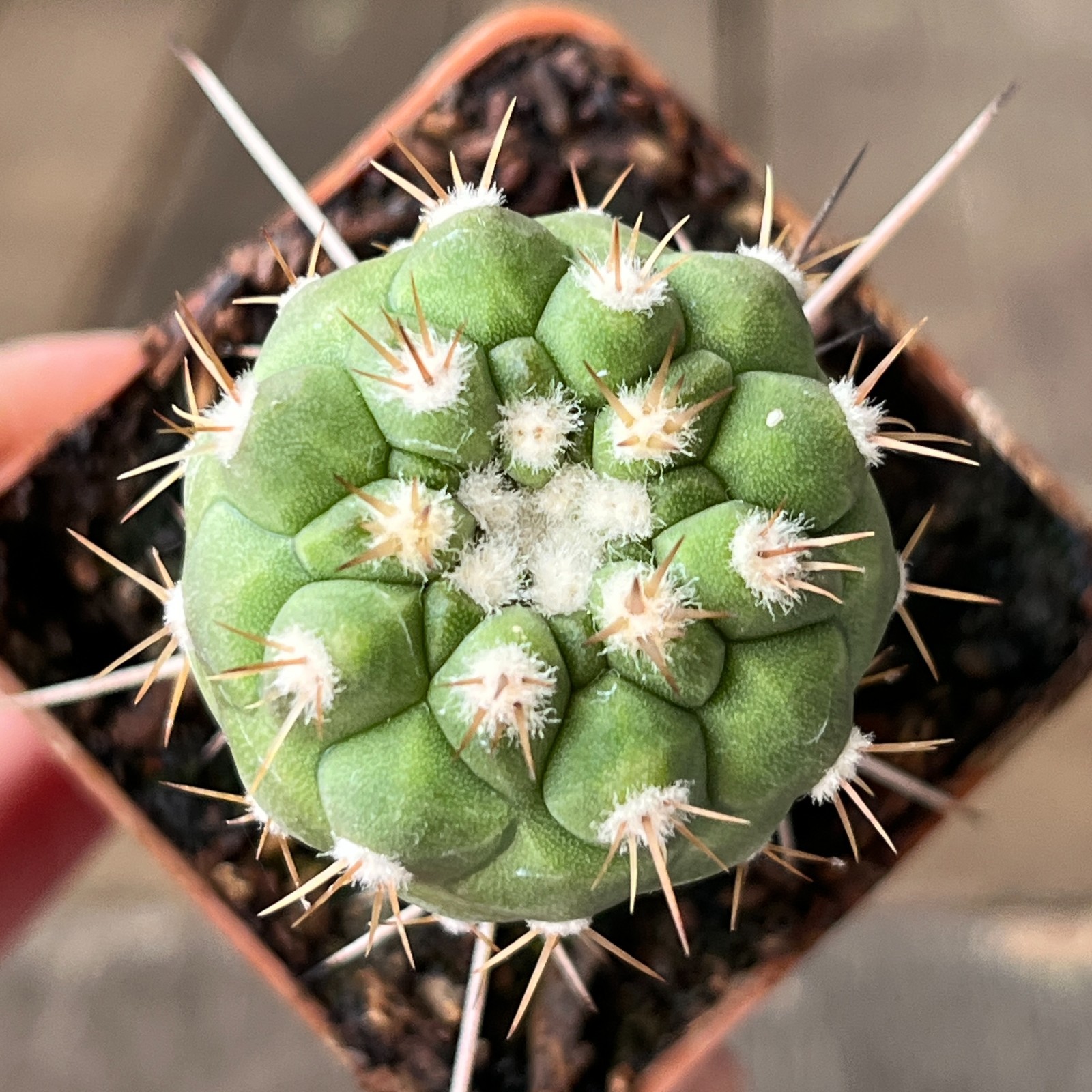 A23-1678 Copiapoa columna-alba, JN2015, Punta-Ballena, Ant, grafted