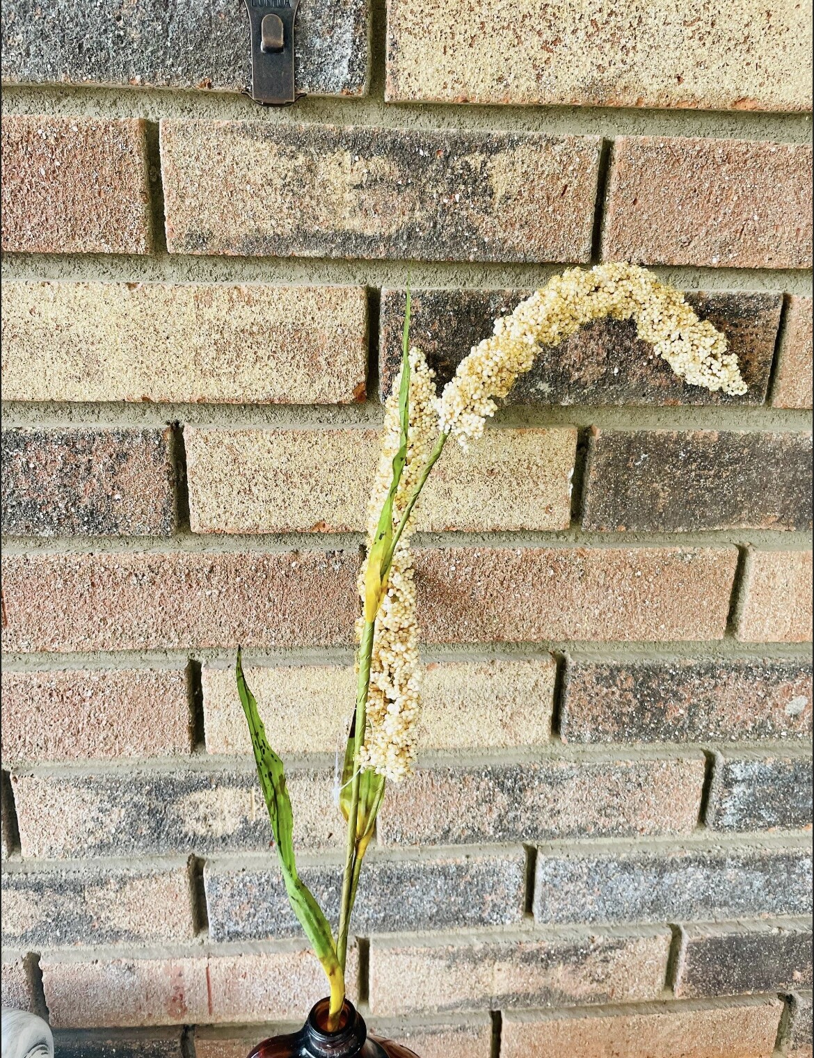 Cream Millet Stem, 30” Bundle Of 3