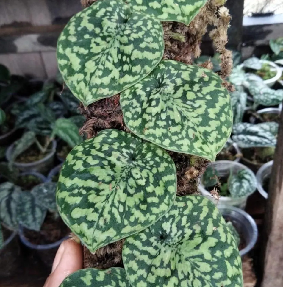 Scindapsus Snake Scale Stabillo Real Picture Rare Plant