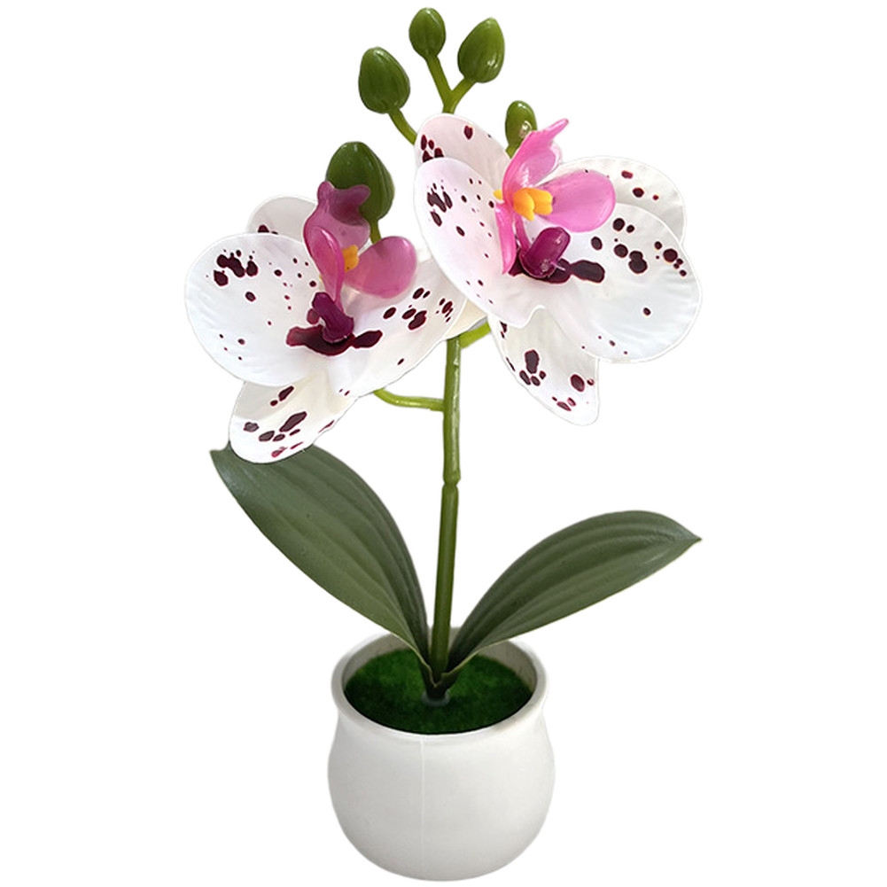 Phalaenopsis Orchid Potted Plant 11x11x18cm Plastic for For MINI Indoor Display