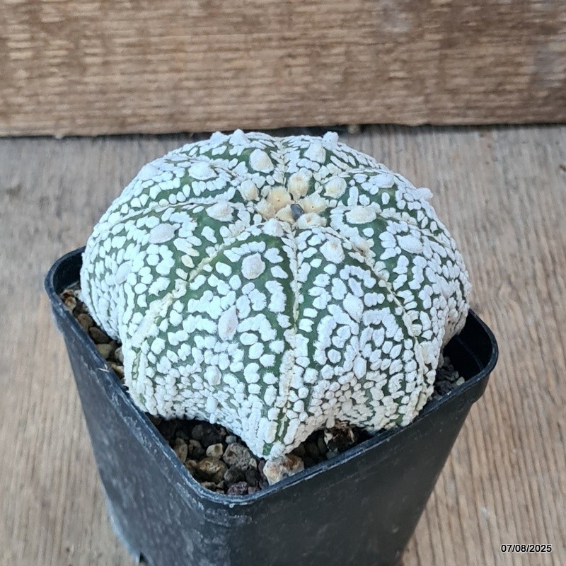 D5780 ASTROPHYTUM SUPERKABUTO STAR SHAPE pot8-H6-W10 cm MaMa Cactus