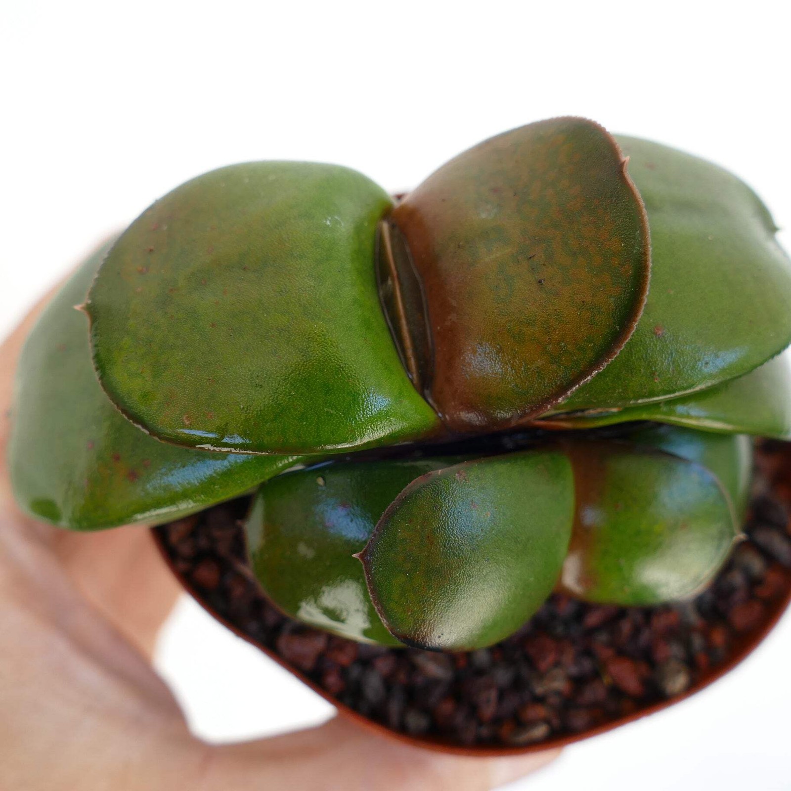 Gasteria pillansii cv 滑らか肌 TWO PLANTS – Namaqua gasteria | Pillans’ gasteria
