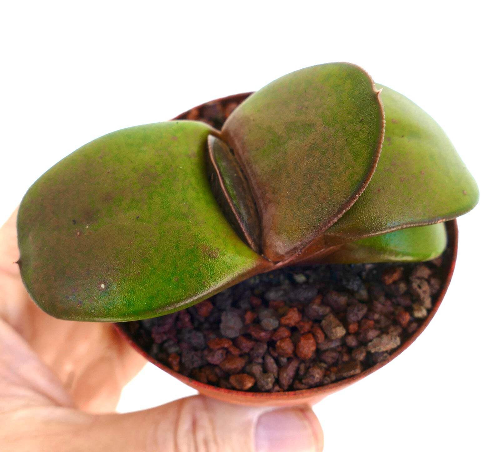 Gasteria pillansii cv 滑らか肌 SELECTED – Namaqua gasteria | Lawyer’s tongue