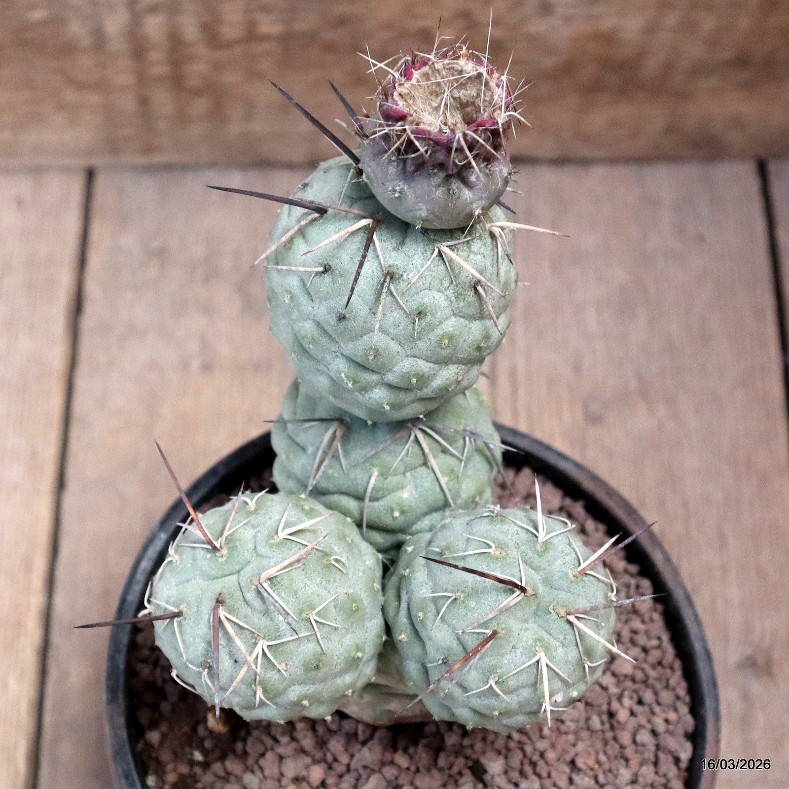 D8032 TEPHROCACTUS GEOMETRICUS 5 BALLS pot14-H17-W11 cm MaMa Cactus